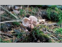 Echter Knoblauchschwindling4